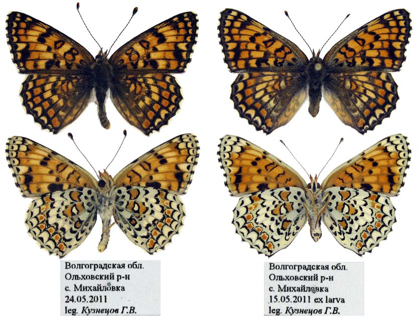 Melitaea ornata